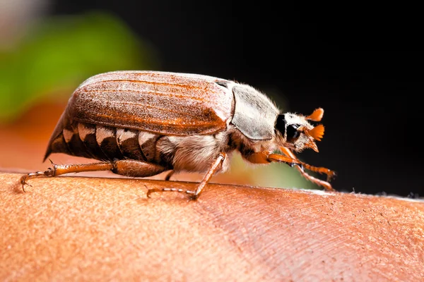 Bichos de mayo — Foto de Stock