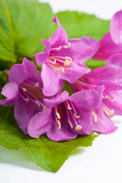 Flores rosadas Weigela con hojas verdes frescas, aisladas en blanco . — Foto de Stock