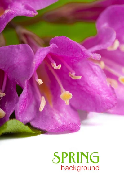 白で隔離され、新鮮な緑の葉とピンクの花タニウツギ. — ストック写真