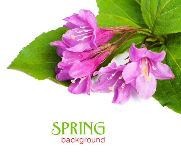 Pink flowers Weigela with fresh green leaves,isolated on white. — Stock Photo, Image