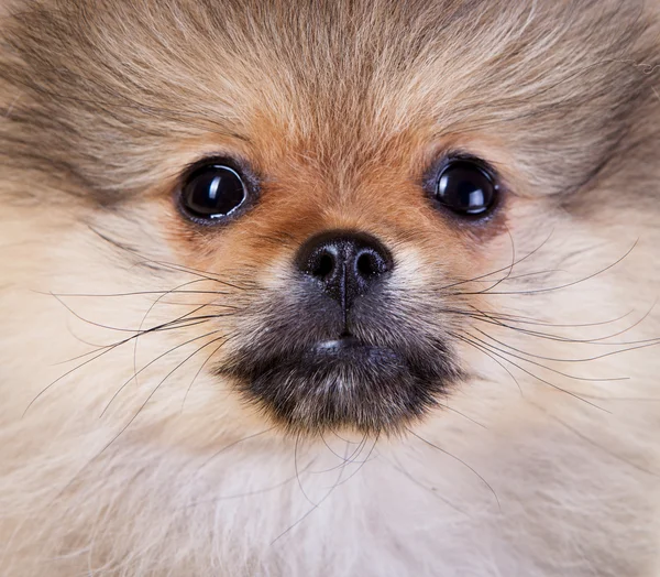 Pomeranian puppy — Stock Photo, Image