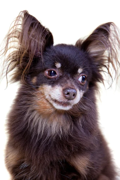 Close-up portret van oude stamboom hond langhaar toy terriër op — Stockfoto
