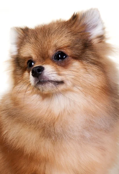 Pomeranian puppy — Stock Photo, Image