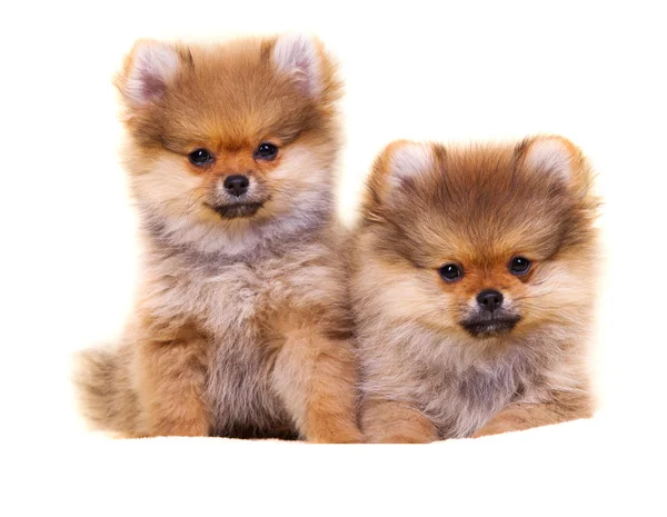 Pomerania cucciolo — Foto Stock