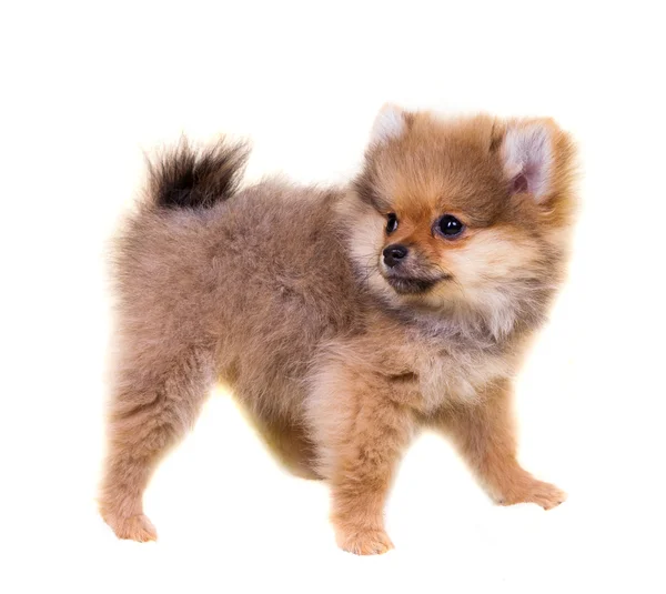 Pomerania cucciolo — Foto Stock