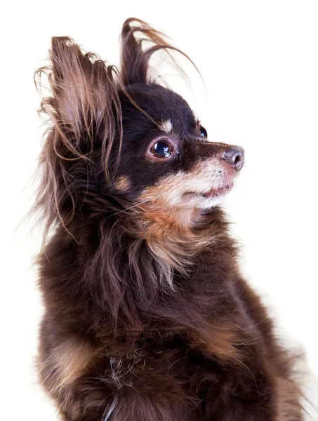 Close-up portrait of old pedigree dog long-haired toy terrier on — Stock Photo, Image