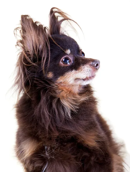 yakın çekim yaşlı safkan köpek uzun tüylü oyuncak korkunç üzerinde portresi