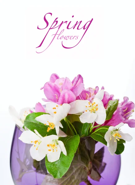 Beautiful spring flowers on a white background — Stock Photo, Image
