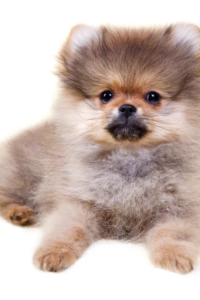 Pomeranian puppy — Stock Photo, Image