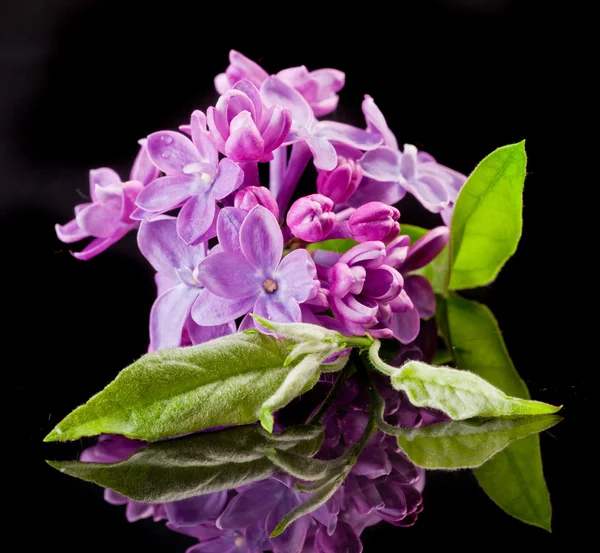O belo lilás em um fundo preto — Fotografia de Stock