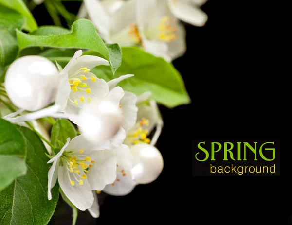 Apple blossom isolated on black — Stock Photo, Image