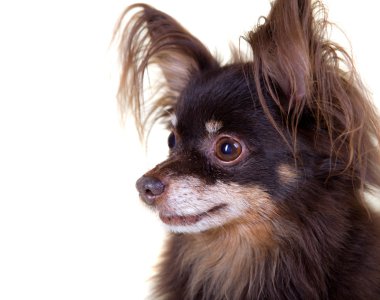 yakın çekim yaşlı safkan köpek uzun tüylü oyuncak korkunç üzerinde portresi
