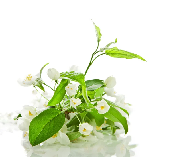 Apple blossom isolated on white — Stock Photo, Image