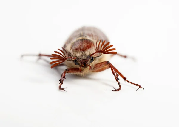 Mei-bug geïsoleerd op wit — Stockfoto