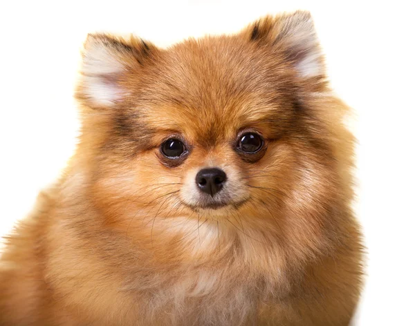 Pomeranian puppy — Stock Photo, Image