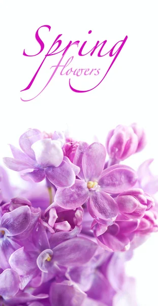 Just blooming lilac flowers. Abstract background. Macro photo. — Stock Photo, Image
