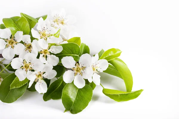 Beautiful blossoms — Stock Photo, Image