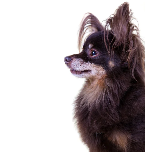 Close-up portrait of old pedigree dog long-haired toy terrier on — Stock Photo, Image