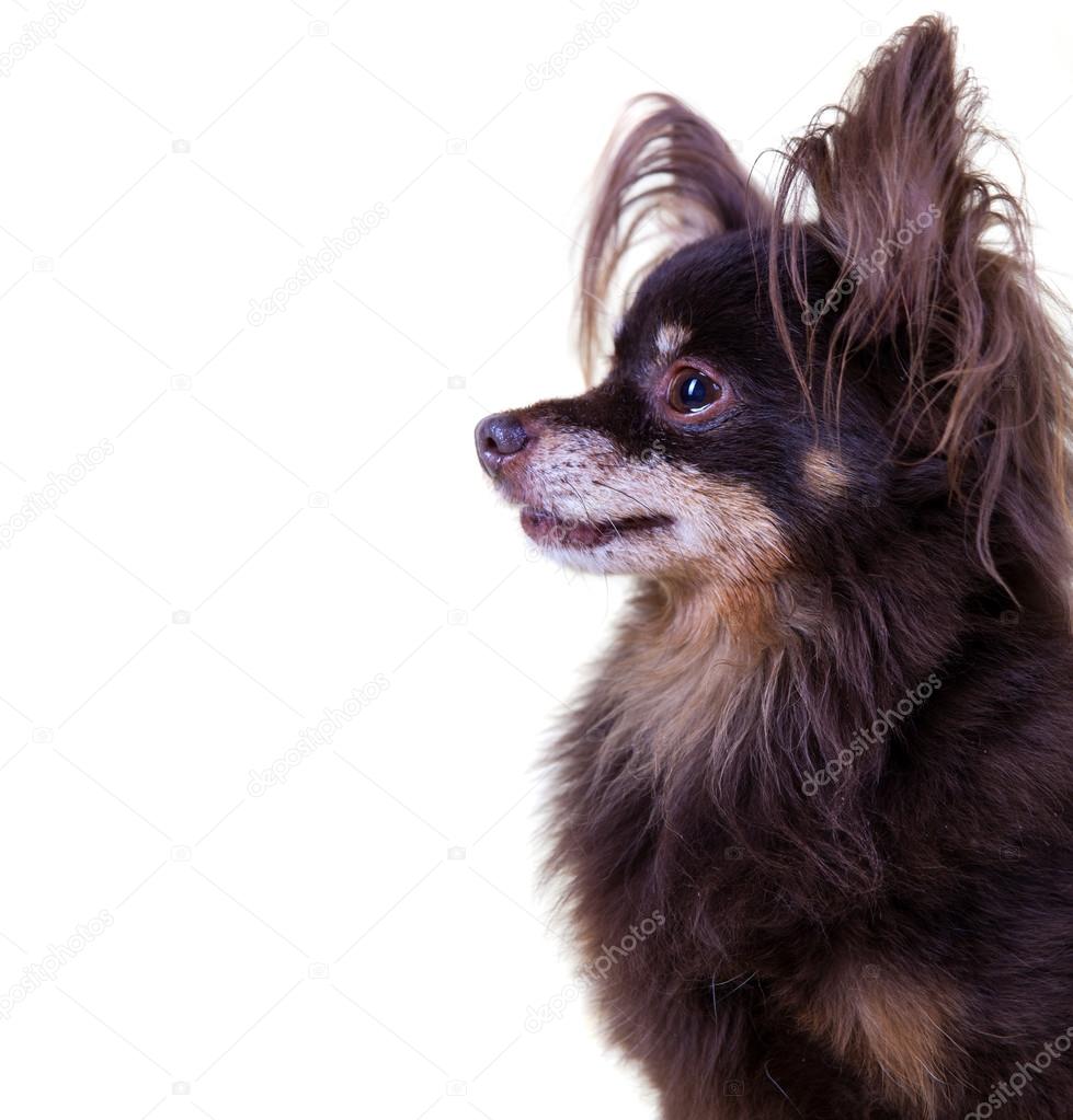 Close-up portrait of old pedigree dog long-haired toy terrier on