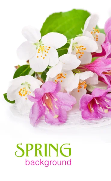 白で隔離され、新鮮な緑の葉とピンクの花タニウツギ. — ストック写真