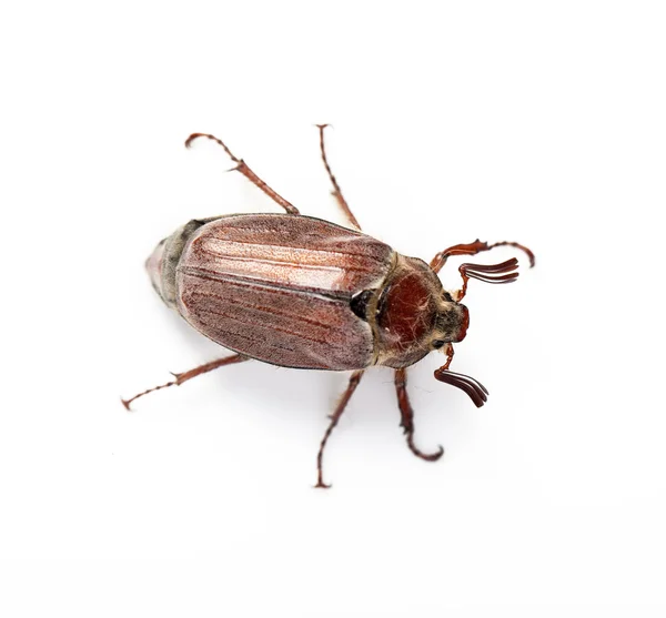 Μαΐου-bug που απομονώνονται σε λευκό — Φωτογραφία Αρχείου