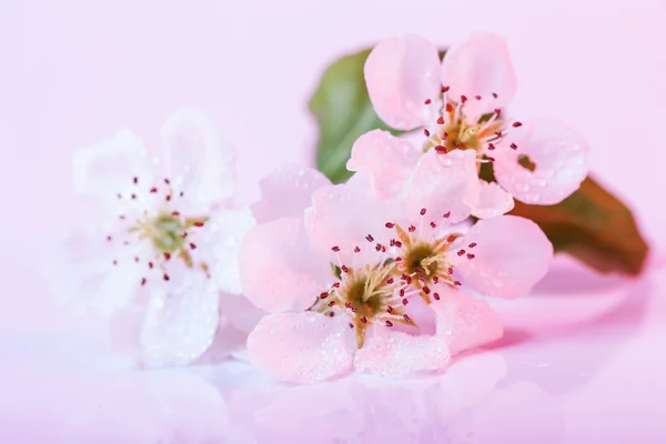 Schöne Blüten — Stockfoto