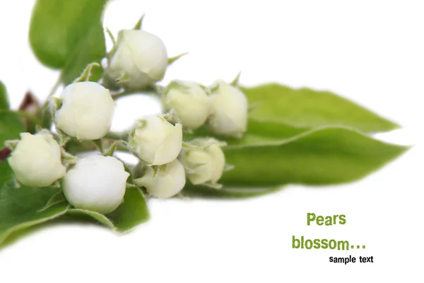 Blossoming pear on a white background — Stock Photo, Image