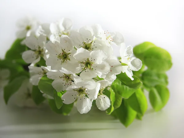 Blossoming pear on a white background — Stock Photo, Image