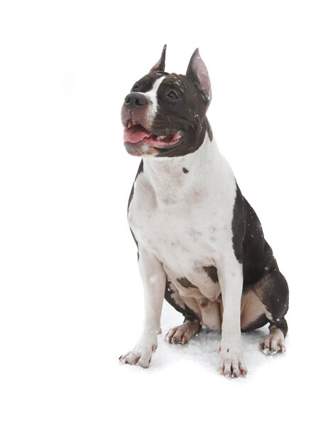 American Staffordshire Terrier on a white background