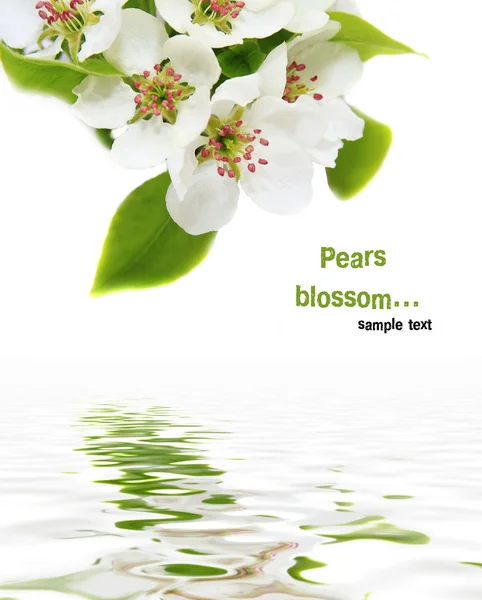 Blossoming pear on a white background — Stock Photo, Image