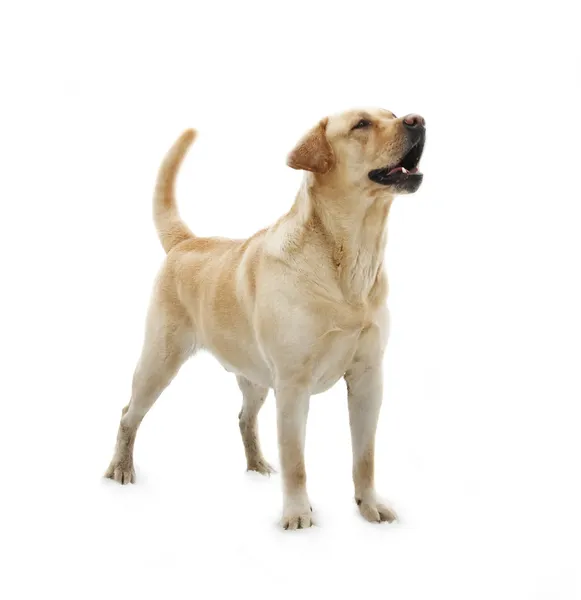 Dog Breed Labrador Récupérateur isolé en arrière-plan blanc — Photo