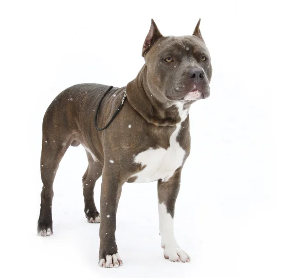 American Staffordshire Terrier on a white background — Stock Photo, Image