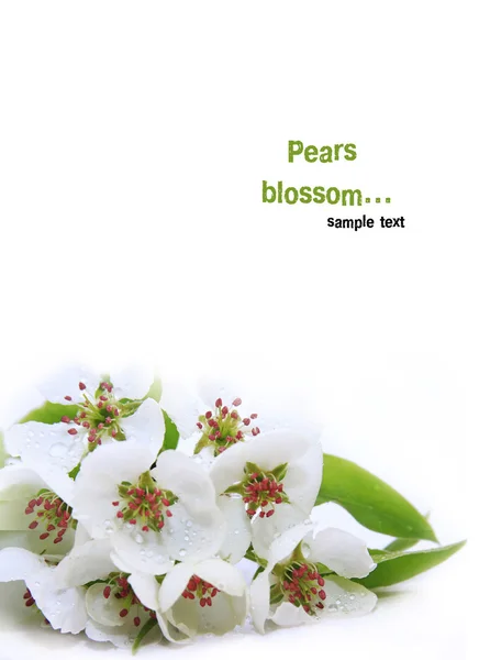 Kvetoucí hruška na bílém pozadí — Stock fotografie