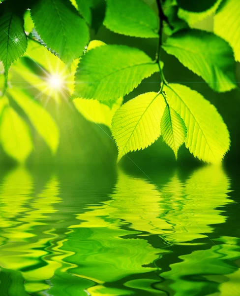 Green leaves reflecting in the water, shallow focus