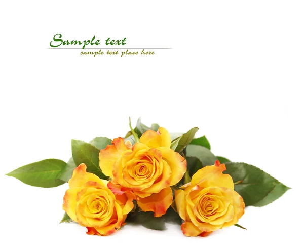 Yellow rose on white — Stock Photo, Image