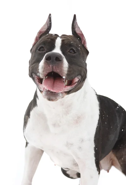 American Staffordshire Terrier on a white background under the flying snow — Stock Photo, Image