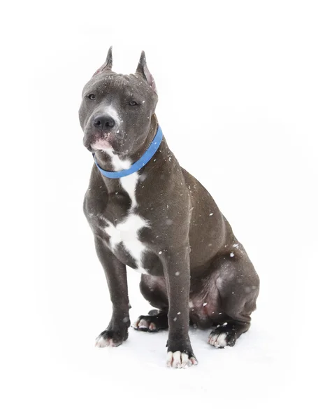 American Staffordshire Terrier sur fond blanc sous la neige volante — Photo