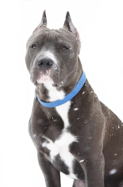 American Staffordshire Terrier on a white background under the flying snow — Stock Photo, Image