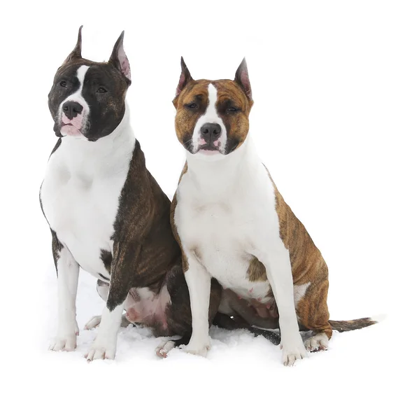 Deux terrier américain du Staffordshire sur fond blanc — Photo