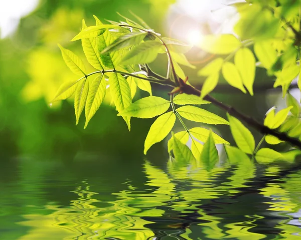 Suda yansıyan yeşil yapraklar, sığ odak — Stok fotoğraf