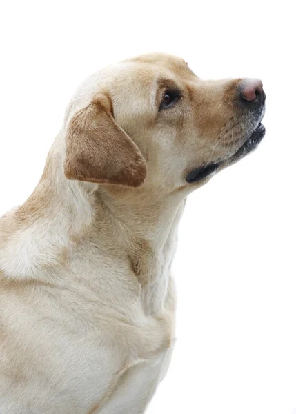 Raça de cães Labrador Retriever — Fotografia de Stock