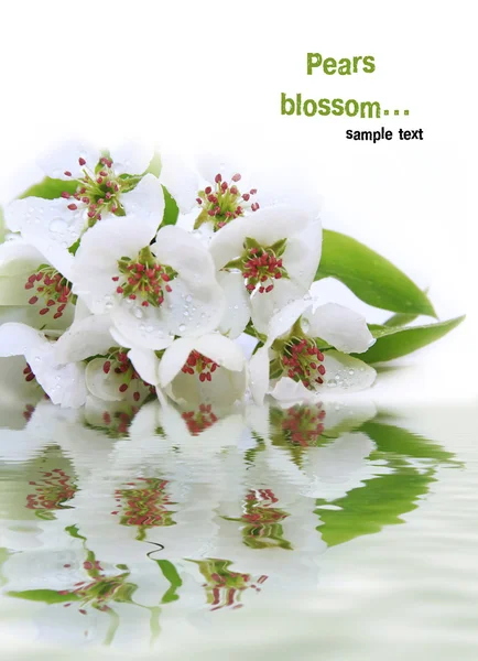 白い背景に開花ナシ — ストック写真