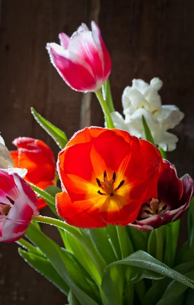 Λουλούδια τουλίπα — Φωτογραφία Αρχείου