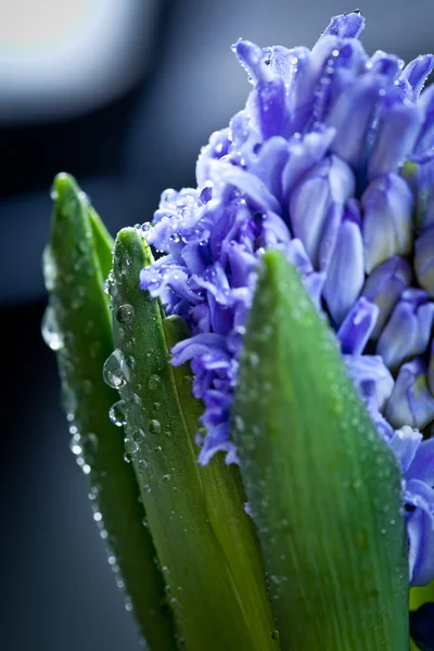 Blaue Hyazinthen — Stockfoto