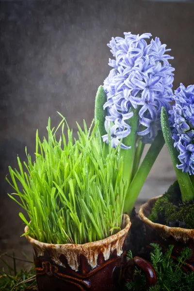 Bloemen hyacinten — Stockfoto