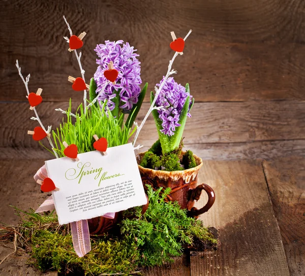 Flowers hyacinths — Stock Photo, Image