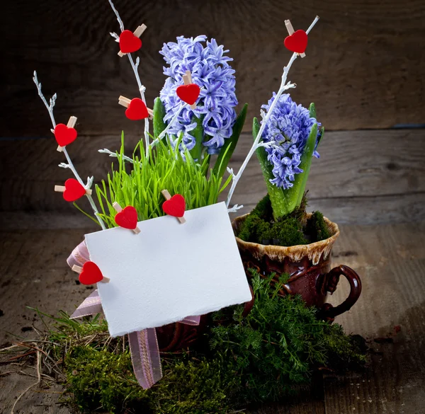 Jacintos de flores —  Fotos de Stock