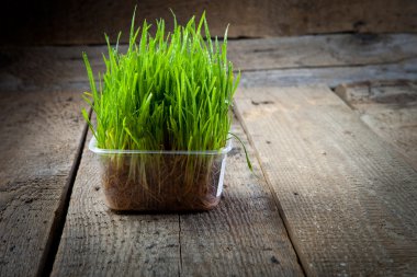 Taze yeşil çimenler