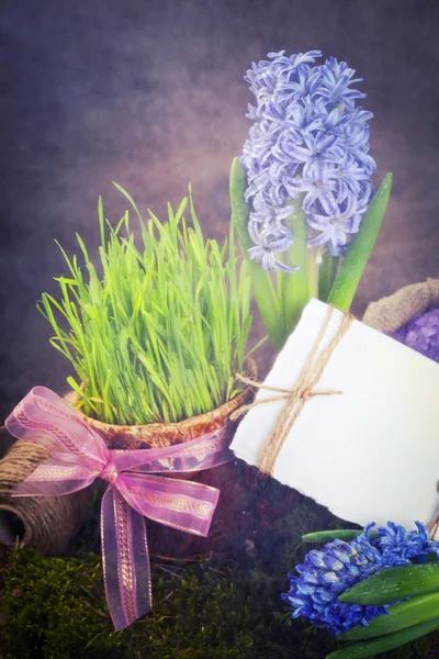 Flowers hyacinths — Stock Photo, Image