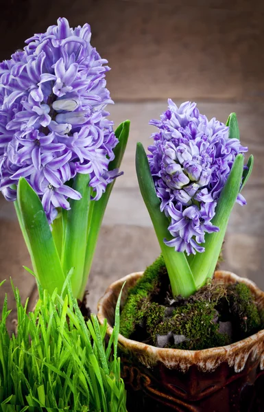 Bloemen hyacinten — Stockfoto